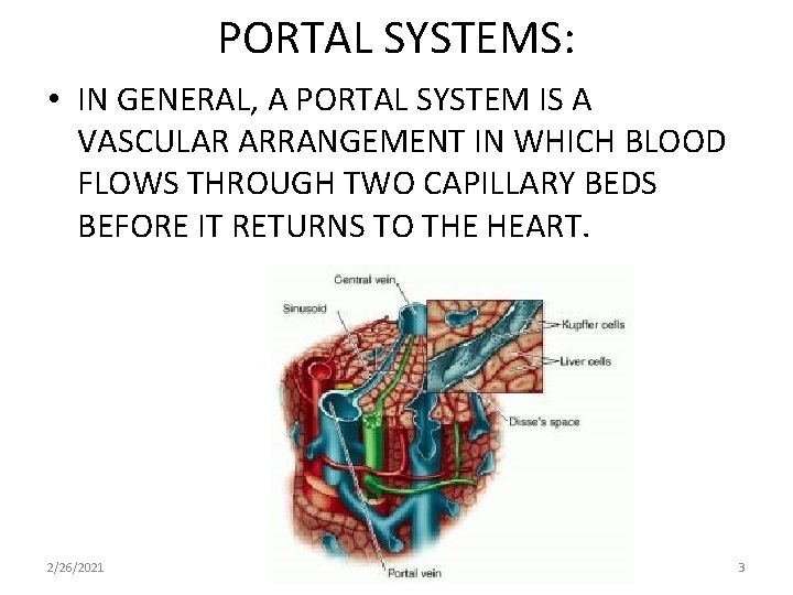 PORTAL SYSTEMS: • IN GENERAL, A PORTAL SYSTEM IS A VASCULAR ARRANGEMENT IN WHICH