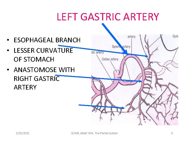 LEFT GASTRIC ARTERY • ESOPHAGEAL BRANCH • LESSER CURVATURE OF STOMACH • ANASTOMOSE WITH