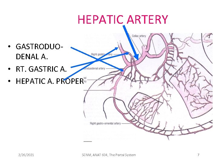 HEPATIC ARTERY • GASTRODUODENAL A. • RT. GASTRIC A. • HEPATIC A. PROPER 2/26/2021