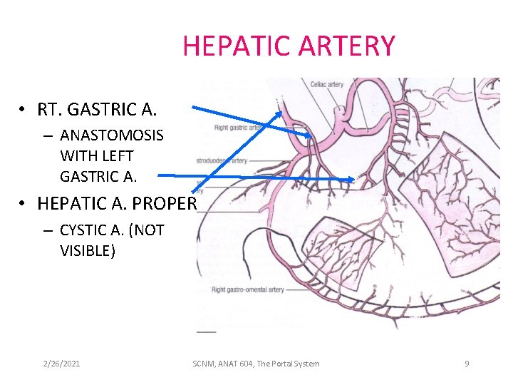 HEPATIC ARTERY • RT. GASTRIC A. – ANASTOMOSIS WITH LEFT GASTRIC A. • HEPATIC