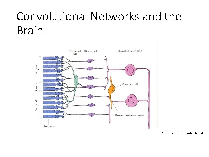Convolutional Networks and the Brain Slide credit: Jitendra Malik Convolutional Networks and the Brain Slide credit: Jitendra Malik