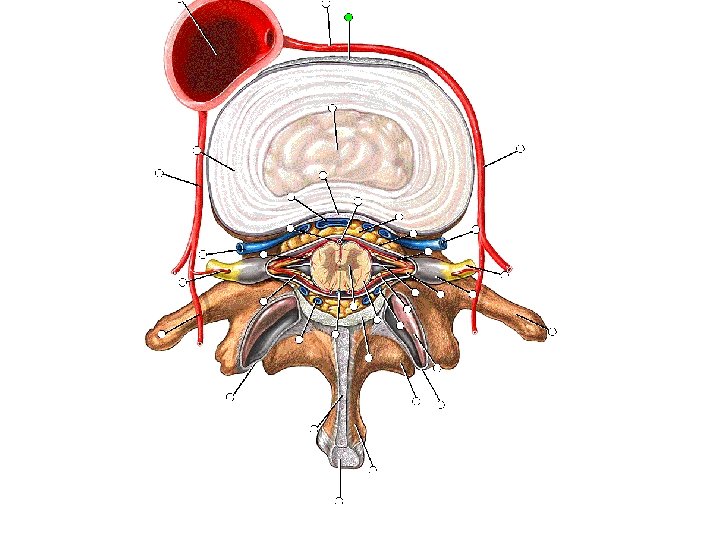 The Back Bony anatomy of the vertebral column
