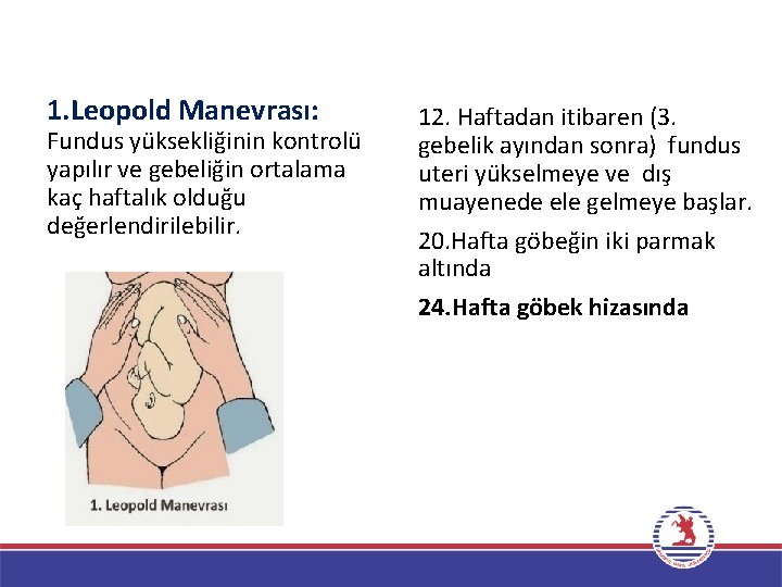 1. Leopold Manevrası: Fundus yüksekliğinin kontrolü yapılır ve gebeliğin ortalama kaç haftalık olduğu değerlendirilebilir.