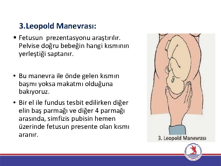 3. Leopold Manevrası: § Fetusun prezentasyonu araştırılır. Pelvise doğru bebeğin hangi kısmının yerleştiği saptanır.