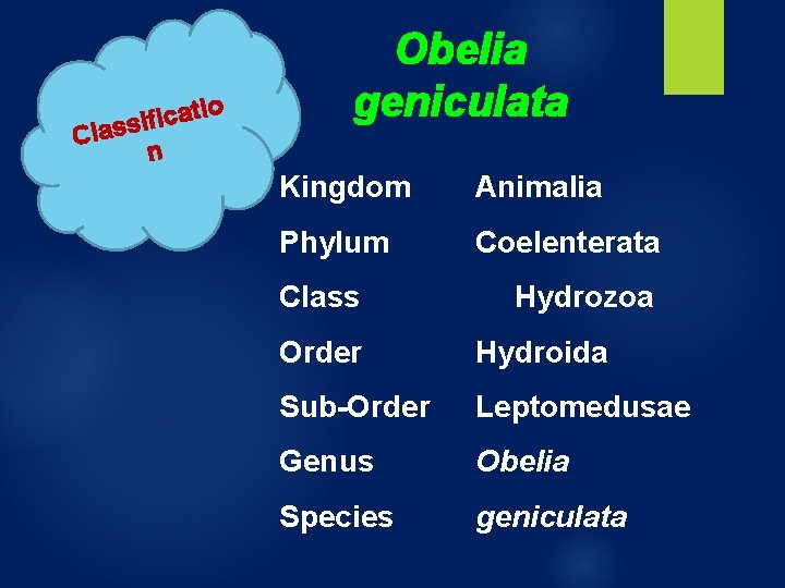 o i t a c i f i Class n Obelia geniculata Kingdom Animalia o i t a c i f i Class n Obelia geniculata Kingdom Animalia