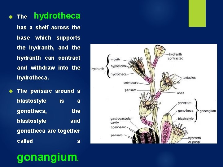 The hydrotheca has a shelf across the base which supports the hydranth, and The hydrotheca has a shelf across the base which supports the hydranth, and