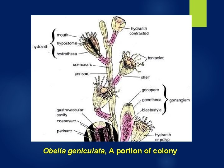 Obelia geniculata, A portion of colony Obelia geniculata, A portion of colony