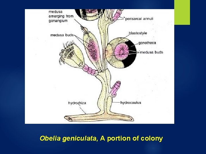 Obelia geniculata, A portion of colony Obelia geniculata, A portion of colony