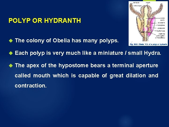 POLYP OR HYDRANTH The colony of Obelia has many polyps. Each polyp is very POLYP OR HYDRANTH The colony of Obelia has many polyps. Each polyp is very