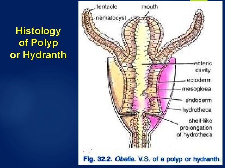 Histology of Polyp or Hydranth Histology of Polyp or Hydranth