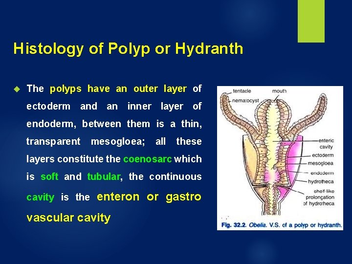 Histology of Polyp or Hydranth The polyps have an outer layer of ectoderm and Histology of Polyp or Hydranth The polyps have an outer layer of ectoderm and