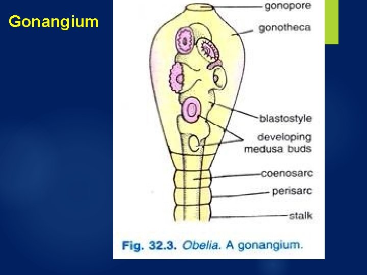 Gonangium Gonangium
