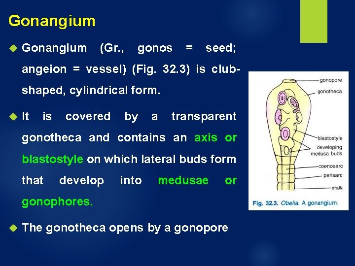 Gonangium (Gr. , gonos = seed; angeion = vessel) (Fig. 32. 3) is clubshaped, Gonangium (Gr. , gonos = seed; angeion = vessel) (Fig. 32. 3) is clubshaped,