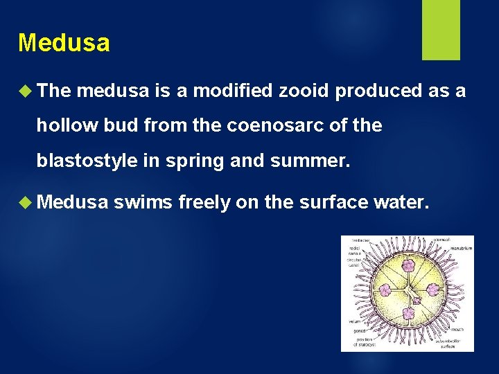 Medusa The medusa is a modified zooid produced as a hollow bud from the Medusa The medusa is a modified zooid produced as a hollow bud from the