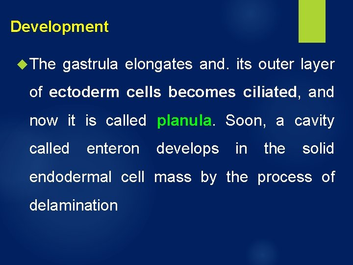 Development The gastrula elongates and. its outer layer of ectoderm cells becomes ciliated, and Development The gastrula elongates and. its outer layer of ectoderm cells becomes ciliated, and