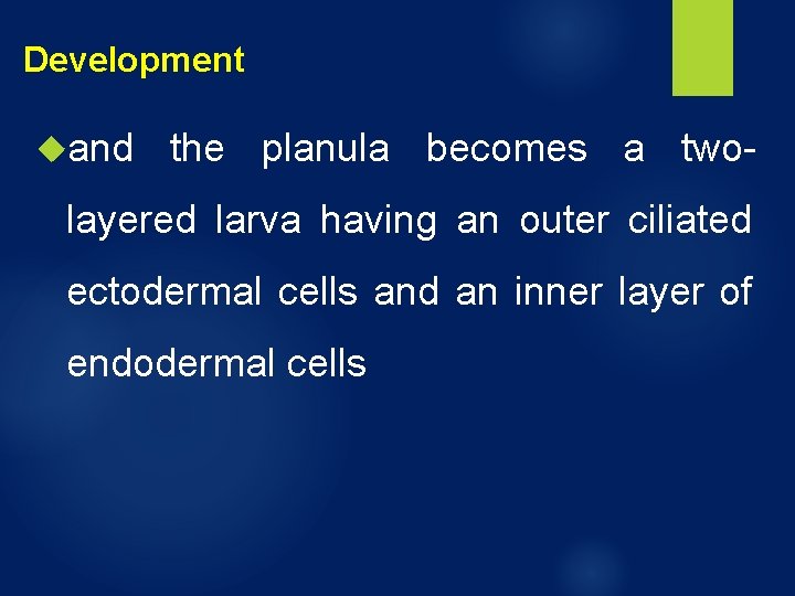 Development and the planula becomes a two- layered larva having an outer ciliated ectodermal Development and the planula becomes a two- layered larva having an outer ciliated ectodermal
