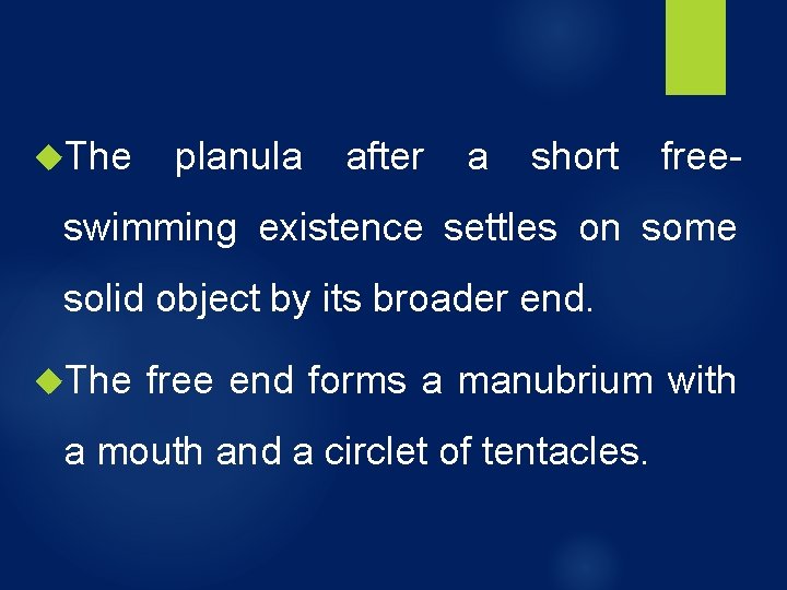 The planula after a short free- swimming existence settles on some solid object The planula after a short free- swimming existence settles on some solid object