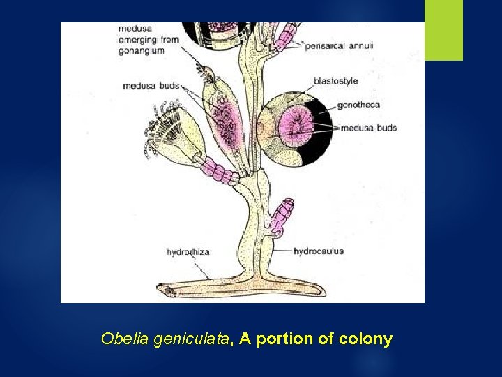 Obelia geniculata, A portion of colony Obelia geniculata, A portion of colony