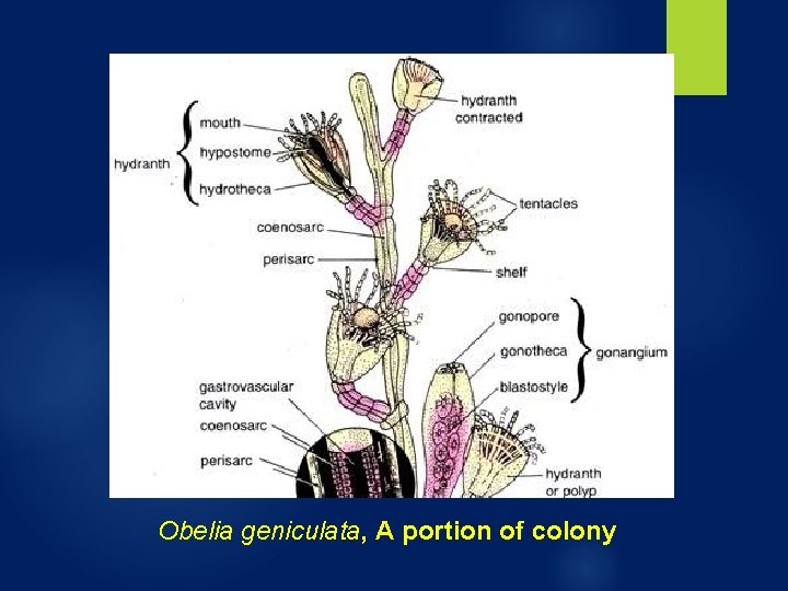 Obelia geniculata, A portion of colony Obelia geniculata, A portion of colony