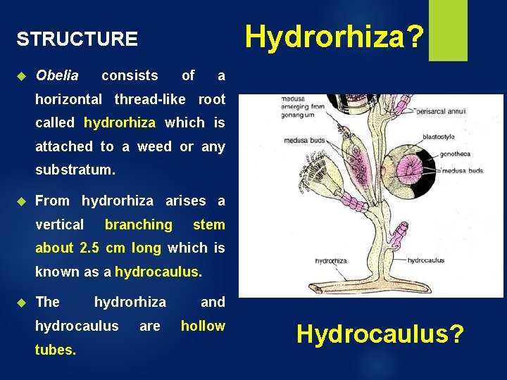 Hydrorhiza? STRUCTURE Obelia consists of a horizontal thread-like root called hydrorhiza which is attached Hydrorhiza? STRUCTURE Obelia consists of a horizontal thread-like root called hydrorhiza which is attached