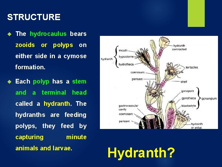 STRUCTURE The hydrocaulus bears zooids or polyps on either side in a cymose formation. STRUCTURE The hydrocaulus bears zooids or polyps on either side in a cymose formation.