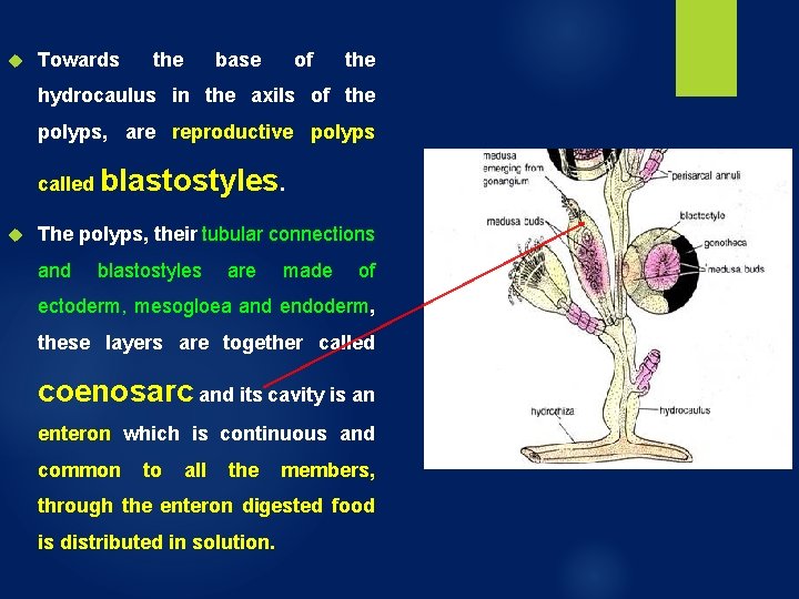 Towards the base of the hydrocaulus in the axils of the polyps, are Towards the base of the hydrocaulus in the axils of the polyps, are