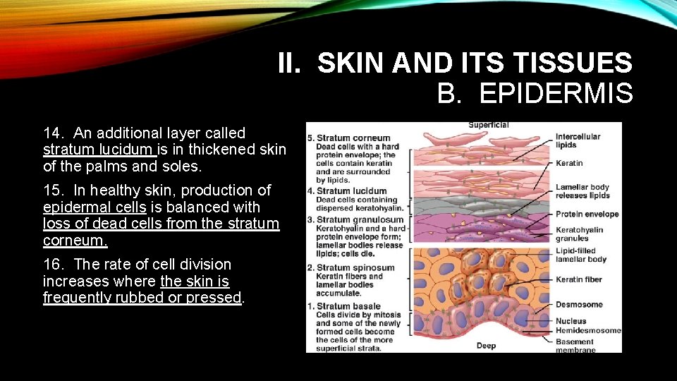 II. SKIN AND ITS TISSUES B. EPIDERMIS 14. An additional layer called stratum lucidum