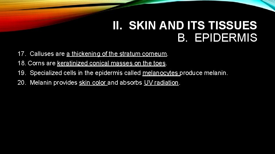 II. SKIN AND ITS TISSUES B. EPIDERMIS 17. Calluses are a thickening of the