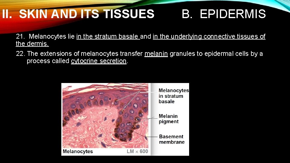 II. SKIN AND ITS TISSUES B. EPIDERMIS 21. Melanocytes lie in the stratum basale