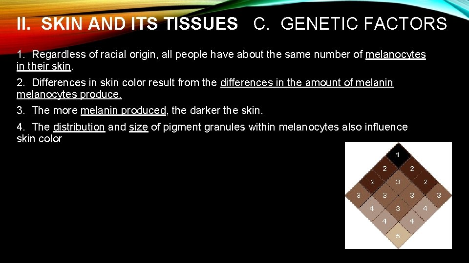 II. SKIN AND ITS TISSUES C. GENETIC FACTORS 1. Regardless of racial origin, all