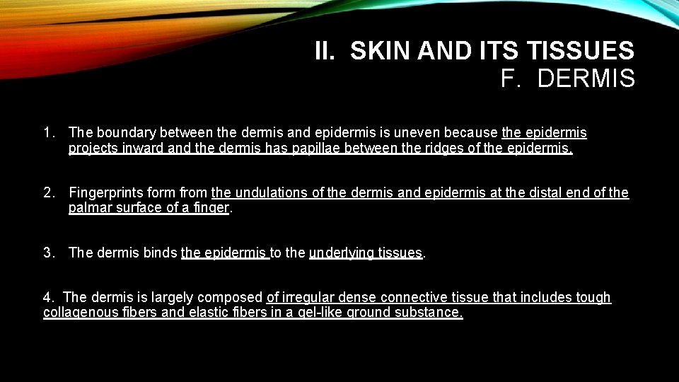 II. SKIN AND ITS TISSUES F. DERMIS 1. The boundary between the dermis and