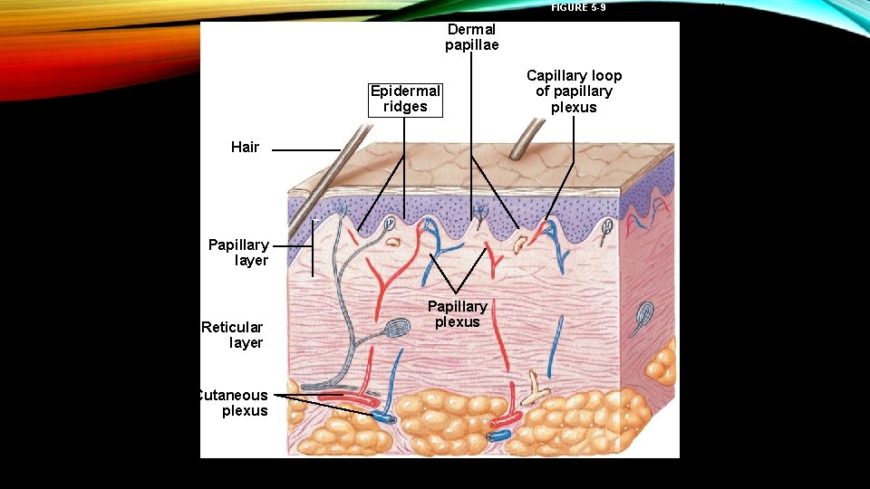 FIGURE 5 -9 DERMAL CIRCULATION Dermal papillae Epidermal ridges Hairr Papillary layer Reticular layer