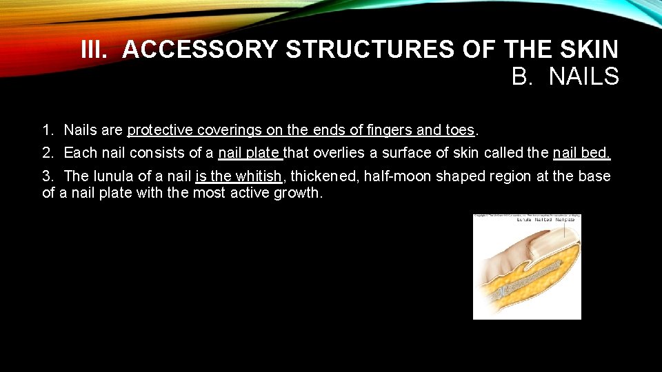III. ACCESSORY STRUCTURES OF THE SKIN B. NAILS 1. Nails are protective coverings on