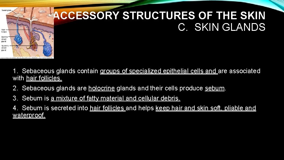 III. ACCESSORY STRUCTURES OF THE SKIN C. SKIN GLANDS 1. Sebaceous glands contain groups