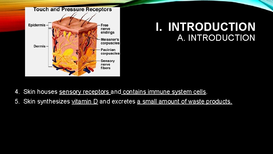 I. INTRODUCTION A. INTRODUCTION 4. Skin houses sensory receptors and contains immune system cells.