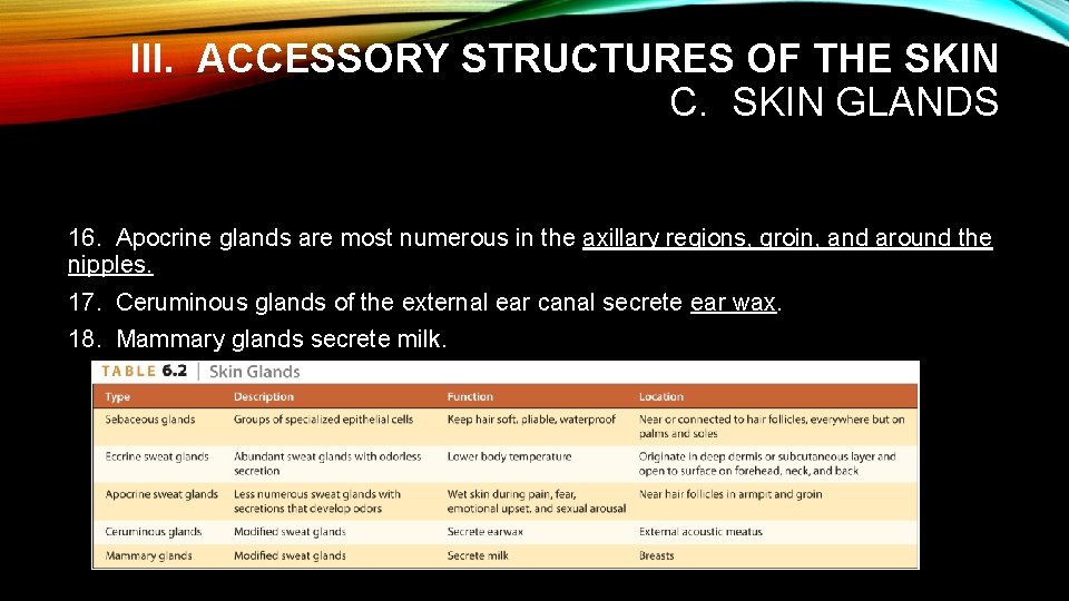 III. ACCESSORY STRUCTURES OF THE SKIN C. SKIN GLANDS 16. Apocrine glands are most