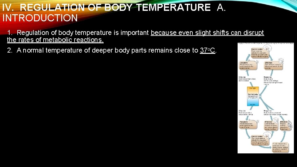 IV. REGULATION OF BODY TEMPERATURE A. INTRODUCTION 1. Regulation of body temperature is important