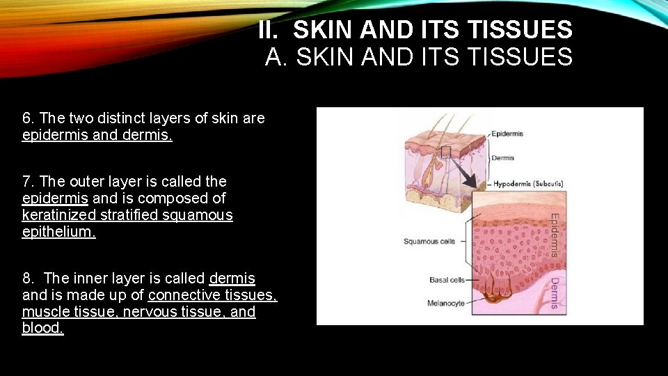 II. SKIN AND ITS TISSUES A. SKIN AND ITS TISSUES 6. The two distinct