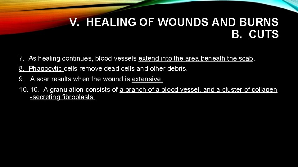 V. HEALING OF WOUNDS AND BURNS B. CUTS 7. As healing continues, blood vessels