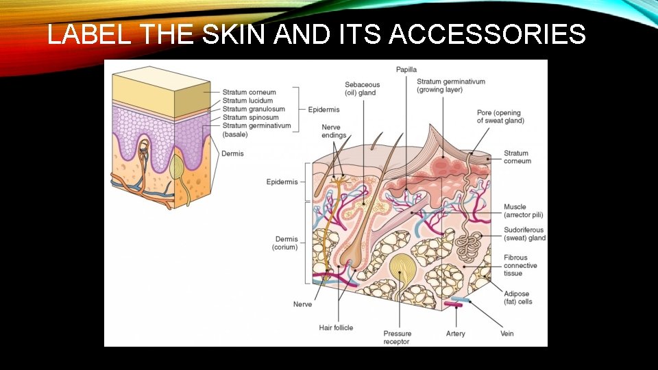 LABEL THE SKIN AND ITS ACCESSORIES 