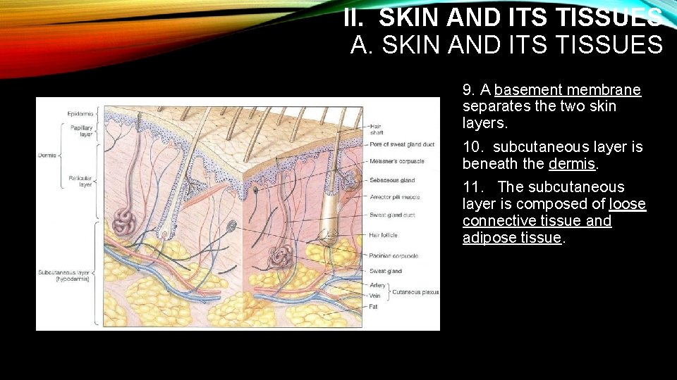 II. SKIN AND ITS TISSUES A. SKIN AND ITS TISSUES 9. A basement membrane