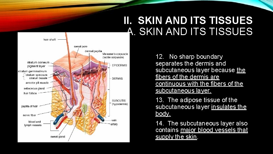 II. SKIN AND ITS TISSUES A. SKIN AND ITS TISSUES 12. No sharp boundary