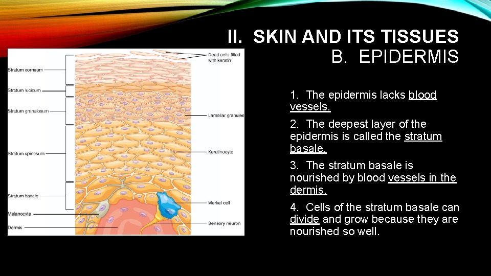 II. SKIN AND ITS TISSUES B. EPIDERMIS 1. The epidermis lacks blood vessels. 2.