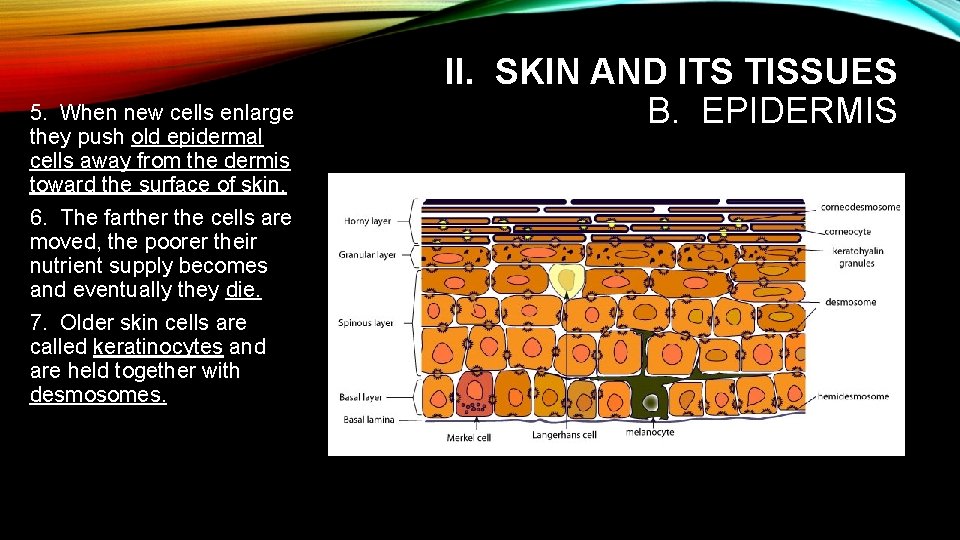5. When new cells enlarge they push old epidermal cells away from the dermis