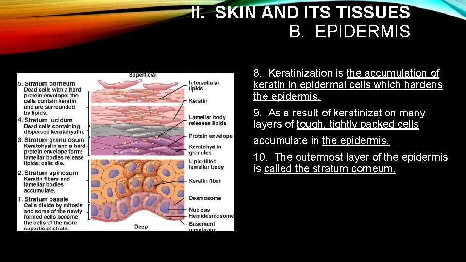 II. SKIN AND ITS TISSUES B. EPIDERMIS 8. Keratinization is the accumulation of keratin