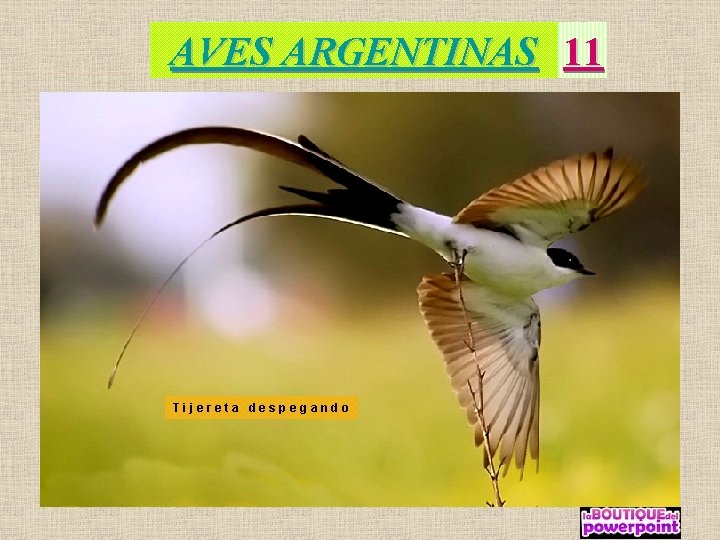 AVES ARGENTINAS 11 Tijereta despegando 