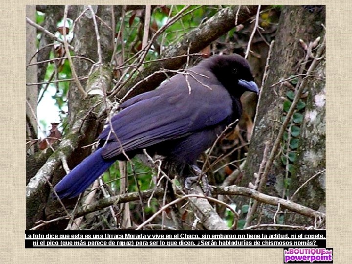 La foto dice que esta es una Urraca Morada y vive en el Chaco,