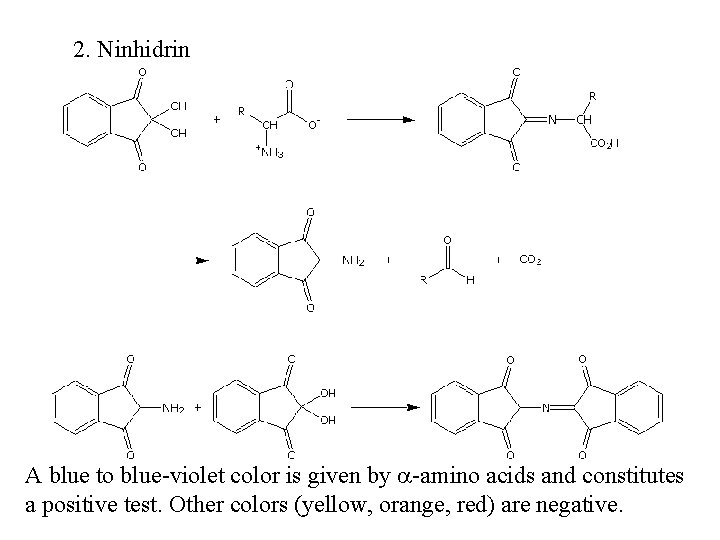 2. Ninhidrin A blue to blue-violet color is given by a-amino acids and constitutes
