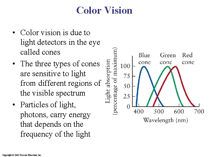 Color Vision • Color vision is due to light detectors in the eye called