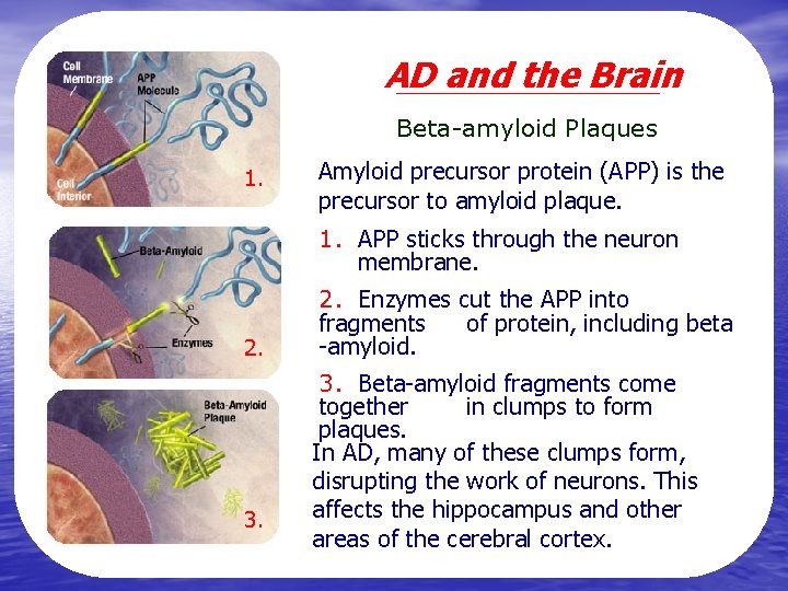 AD and the Brain Beta-amyloid Plaques 1. Amyloid precursor protein (APP) is the precursor